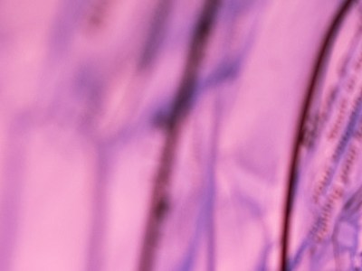 Non-Standard habitats at the&nbsp;MSA