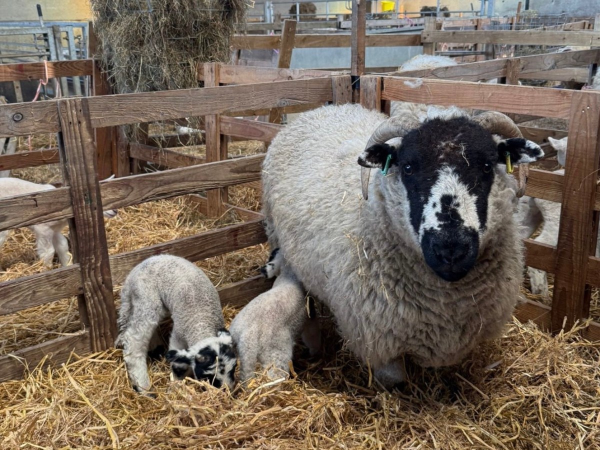 Breeding sheep in&nbsp;Yorkshire
