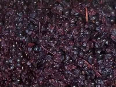 Inside the fermentation&nbsp;tank